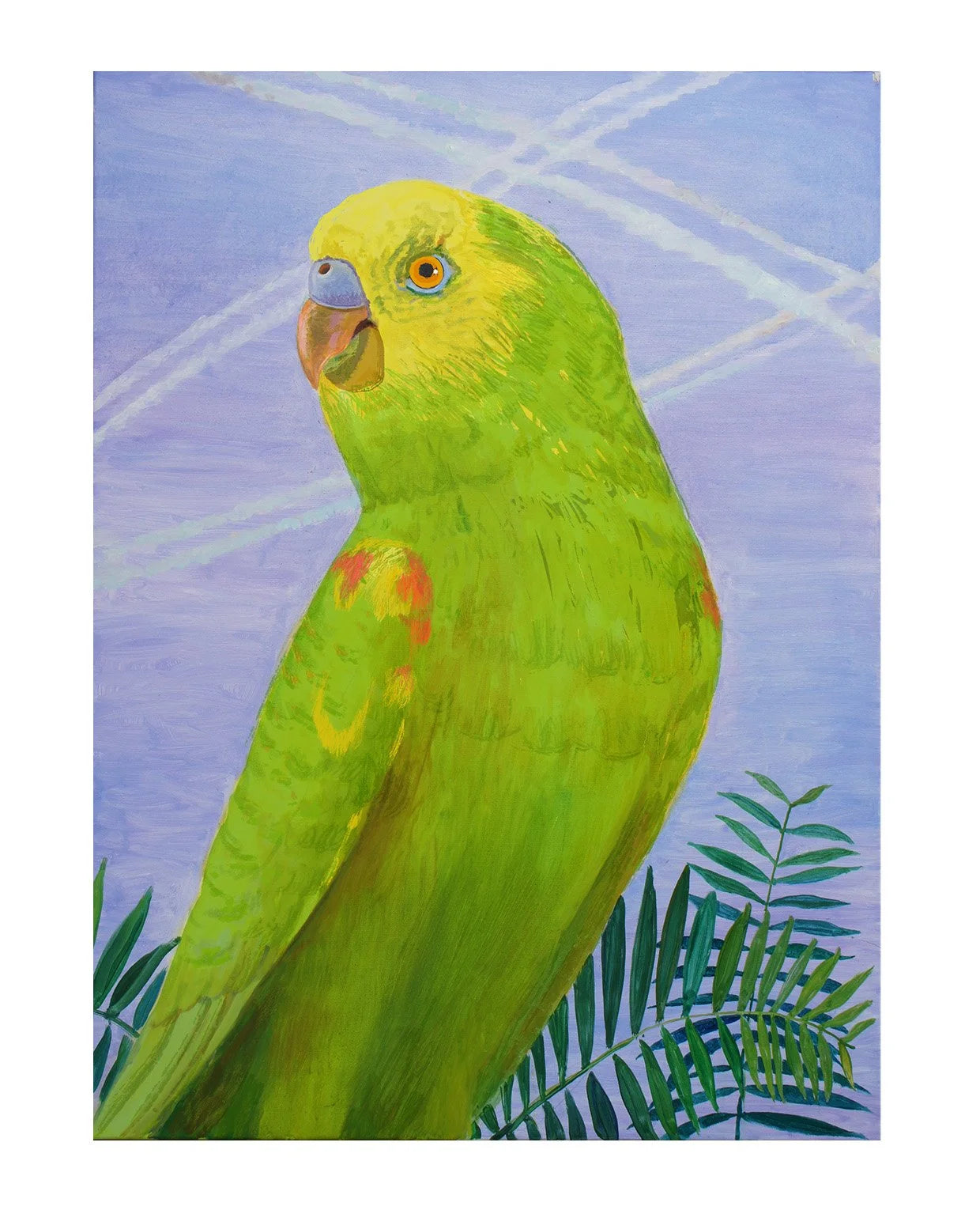 Amazon Parrot