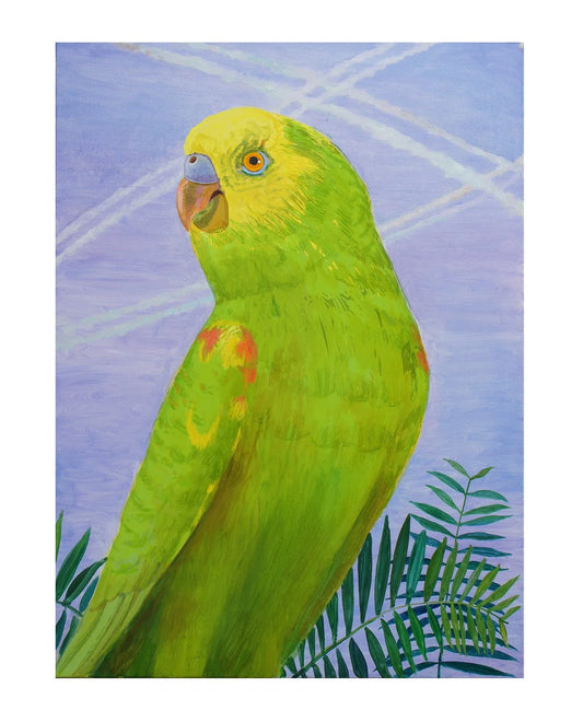Amazon Parrot