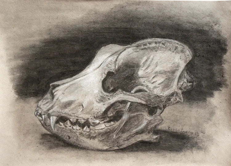 Pencil drawing of a animal skull on a dark background